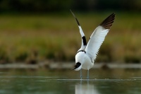Tenkozobec opacny - Recurvirostra avosetta - Pied Avocet 6578